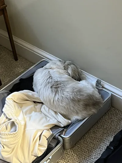 Cookie curled up on clothes in an open suitcase at Prof. Plemmons' home