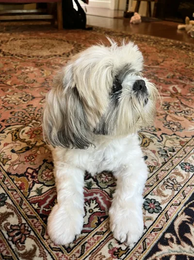 Cookie the Shih Tzu resting on a patterned rug at Prof. Plemmons' home