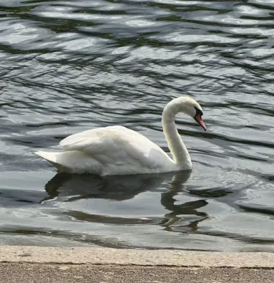 A white swan and its reflection on rippling water in Hyde Park, London