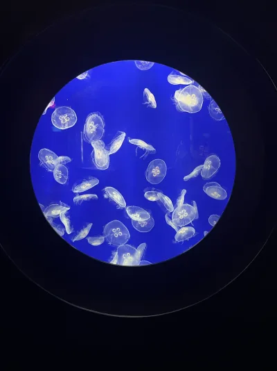 Jellyfish floating in a blue-lit circular aquarium window
