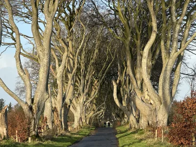 Twisting beech trees arching over a quiet road at the Dark Hedges in Northern Ireland