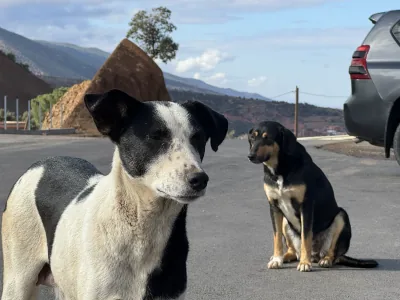 Two dogs resting at a roadside stop with the High Atlas mountains behind them