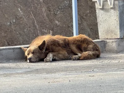 A brown dog curled up asleep in the sun at a roadside stop in the High Atlas mountains