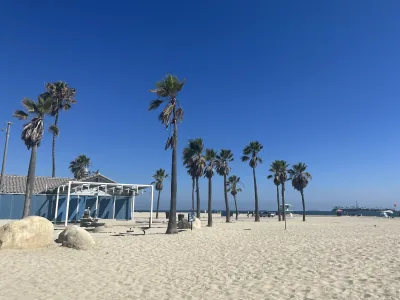 Palm trees along the sandy shore at Long Beach under a clear blue sky
