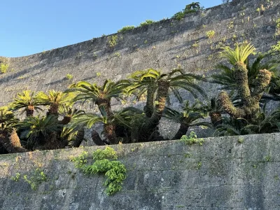 Sunlit plants growing along the terraced stone walls of Shuri Castle