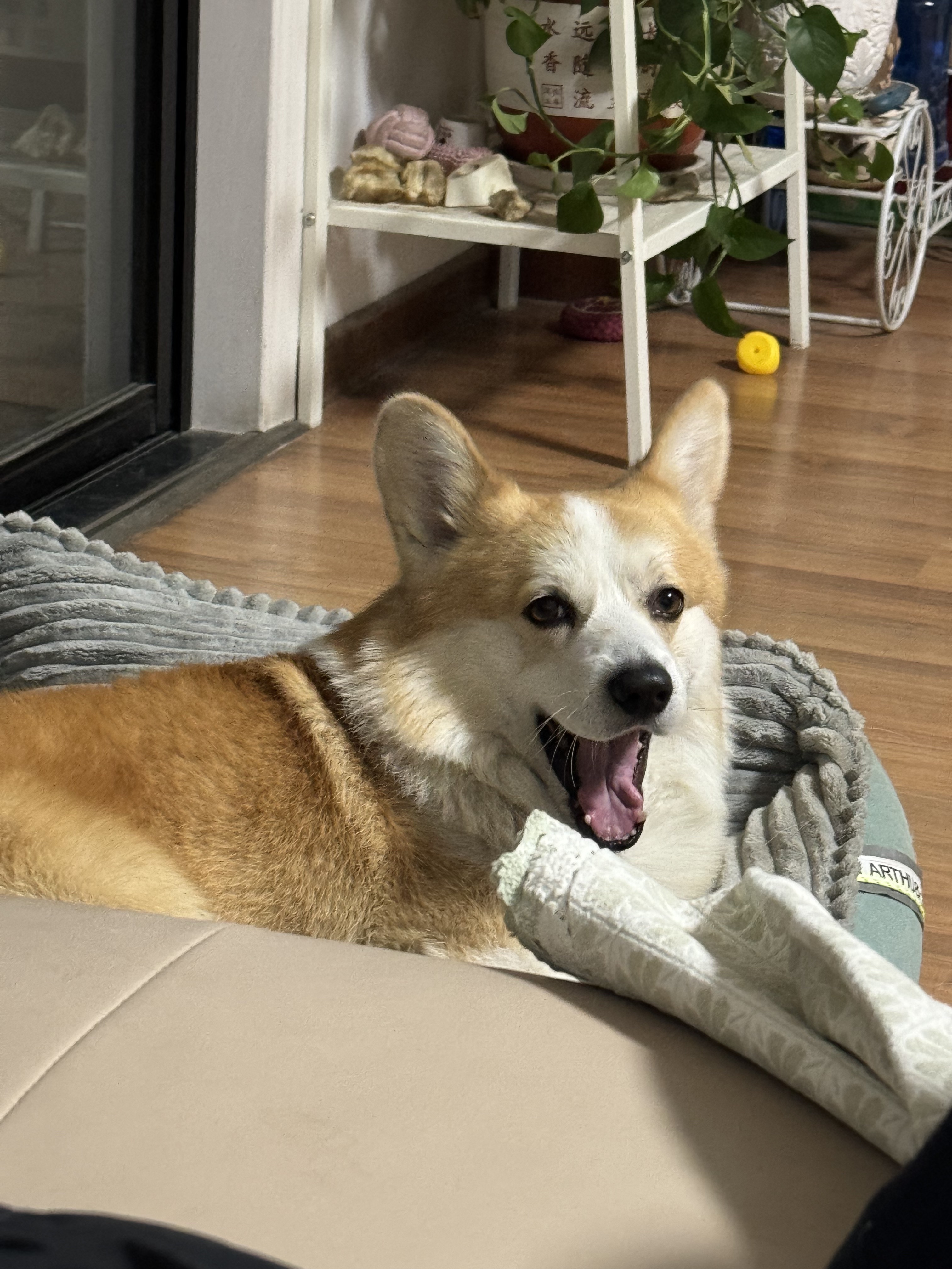 Clement, 3 years old, Nov 2023